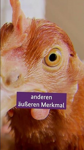 Why are eggs brown or white? #ChickenEggs #Knowledge #EarCircle