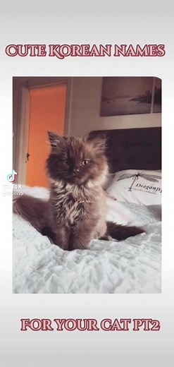 Unique Korean Cat Names and Their Meanings