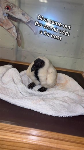 Diva: The Furry Bird from the Natural History Museum