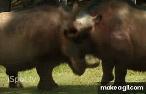 Animal Media 170 on Make a GIF