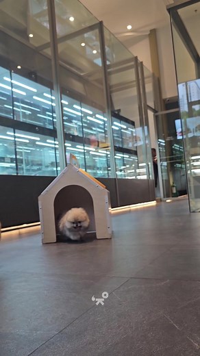 This orange Pomeranian with a very fluffy coat and has a sweet demeanor that makes him attractive on the inside and out. 🫶🏻✨ #PrettyBubbleDog #PrettyBubbleMNL #pomeranian #pomeranianpuppy #pomeranianworld #pomeranians #pomeranianlife #pomeranianlove #puppy #pet #puppylove #Petlovers #reels | Pretty Bubble Dog