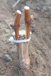 659K views · 3.6K reactions | Grapevine grafting | تطعيم-grafting | Facebook