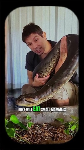 16-Foot Green Anaconda Spotted — The Largest Snake in South America! #wildlife #anaconda