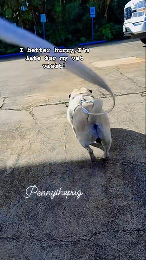 Going for my vet visit today. #allfollowers #hurryup #vetvisit #puglife #doglife #dog #dogoftheday | Penny the pug