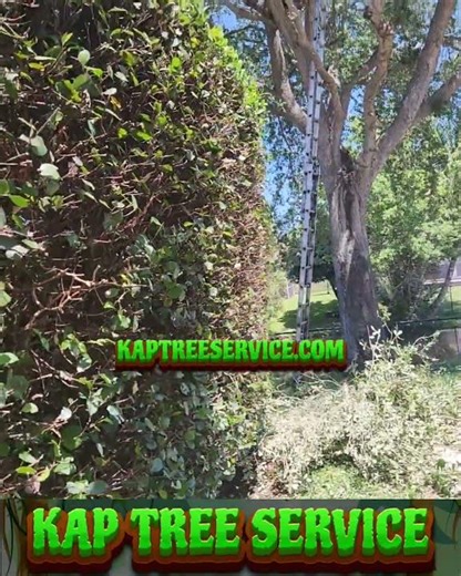 Massive 4-Story Oak Tree Trimmed in Davie FL | Kap Tree Service on the Job