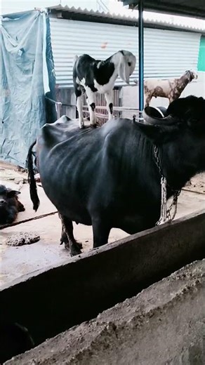 funny Goat 🐐 #goat #viral #funny #cow #shorts