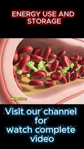 Rice Digestion Explained – What Happens After You Eat It #energy#healtheducation #eatingfood