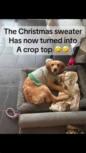 #dog #dogs #funnymemes #funnydog #loveyou