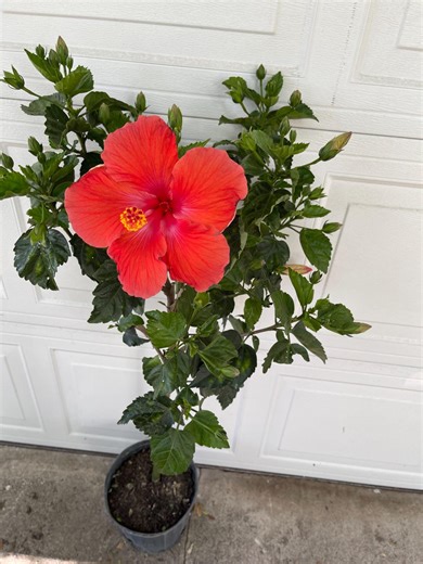 Red Hibiscus Tree Live Plant, 3-4 Ft Tall, 3 Gallon Pot, Tropical Flowering Patio Plant, Blooming Buds Flowers, Cannot Ship to CA, HI, PR