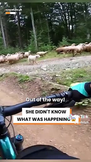 She didn't even slow down for them 😡 ( IG:adrenaline.on ) #dogtok #sheepdog #sheep #herdingdog #wildlifeencounter