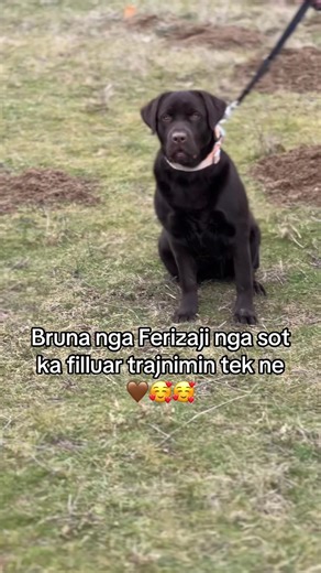 Bruna nga Ferizaji nga sot ka filluar trajnimin tek ne 🤎🥰🥰 Follow @dog_training_tali #labrador #labradortraining #dogtraining #puppytraining #obediencetraining