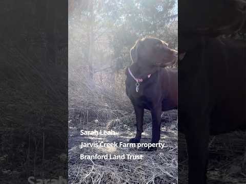 Off-Leash Joy 🐕 | Chocolate Lab Sarah Runs Free at Jarvis Creek Preserve” #chocolatelab #branfordct
