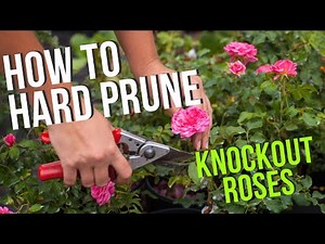 Hard Pruning Knock Out Roses