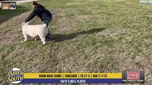 NSR Sires of the South Boar Showcase Sale (Jan. 15, 2026) Preview | Walton Webcasting