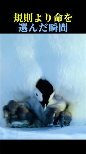 規則より命を選んだ瞬間🐧🐦 #ペンギン #動物 #感動する話