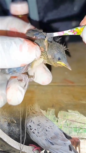 A small bird had several large maggots stuck in its neck, and the doctor removed them with his hands