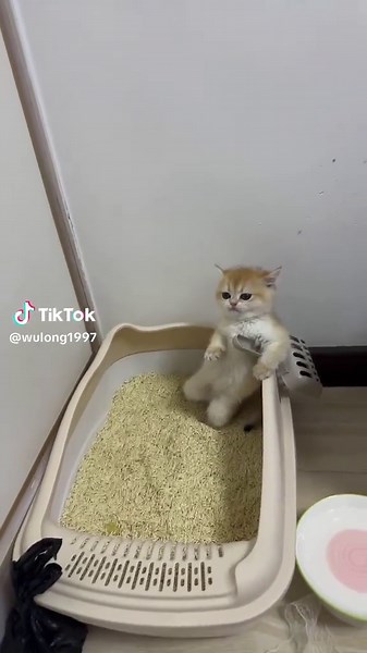 Cute Cat Videos for a Joyful Day