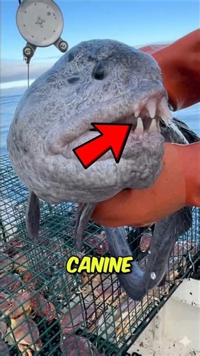 This “Dog Toothed” Sea Creature Will CREEP You Out! 😳