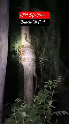 Kitanaa Badaa Snake🫣 #viralreel #shortsfeed #snake #python #viral #wildlife #song