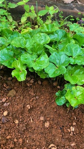 Start project pembibitan kopi robusta & arabica Lampung