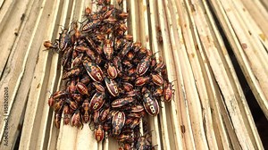 Small red insects on leaf ,outside ,rainy day,amazing nature, red insects with black points, nature ,walking, long insects ,lots