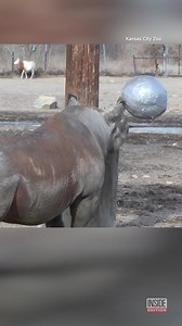 21K views · 394 reactions | Ruka, an eastern black rhinoceros, used his horn and pink confetti to announce the birth of a calf at the Kansas City Zoo. | Inside Edition | Facebook