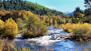 River, Trees, Forest. Free Stock Video