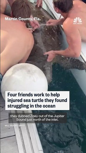 Four friends work to help injured sea turtle they found struggling in the ocean