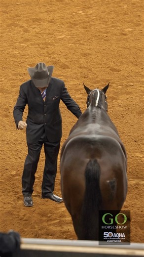 Check out all the highlights from the L3 Select Showmanship at the AQHA World Show. Congratulations once again to JOE WHITT, ANNE WILSON, SHELLEY OTNESS and everyone for a great class. #wherethewinnersgo #letsgohorseshow #aqha #aqhaworld #aqhaworldshow #aqhaworldchampion #getthatglobe | GoHorseShow.com