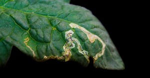 Leaf miners on garden plants