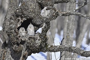 Hokkaido’s Ural Owl - Wildlife of Japan｜Saiyu Travel
