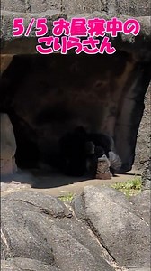 【千葉市】5/5千葉市動物園のお昼寝中のゴリラさん#千葉市#動物園 #ゴリラ