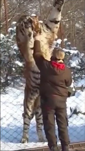 Giant Siberian Tiger