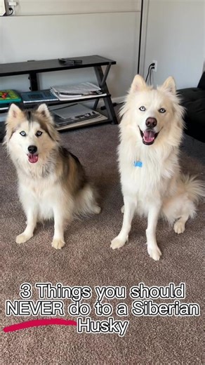 Essential Tips for Siberian Husky Owners