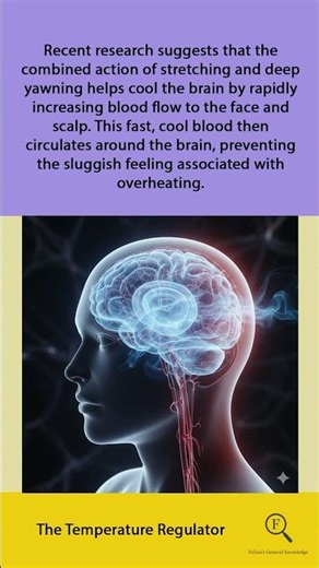 5 Scientific Functions of Stretching (Yawning) on the Human Body (Point 3)