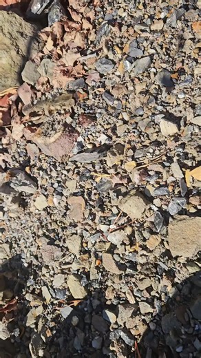 Discover the Beauty of Quartz Crystals: A Collector's Guide