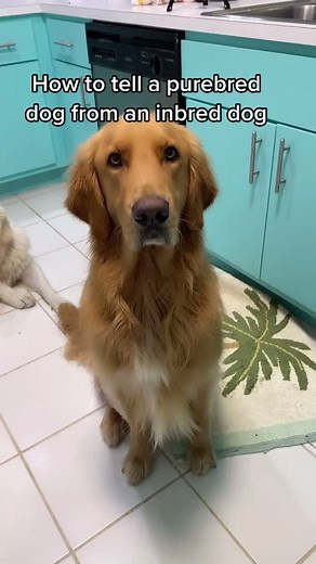 How to Identify a Purebred Dog vs. an Inbred Dog