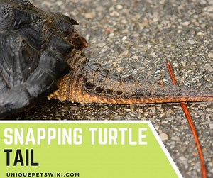 Snapping Turtle Tail Understanding: Appearance, Size and Sexing
