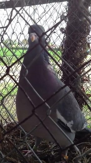 roucoulement palombe