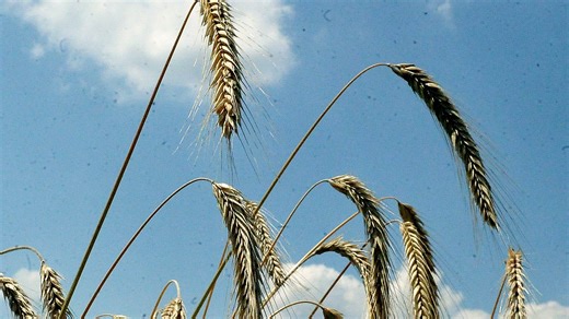 'Two weeks ahead': Early wheat harvest gives Ohio farmers a leg up on the rest of the year