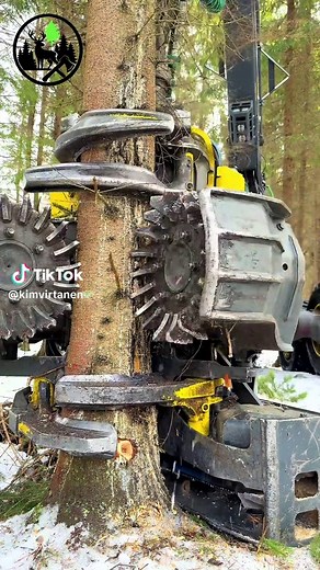 Winter Spruce Thinning: The Heart of Forestry