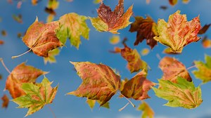 Falling Autumn Leaves