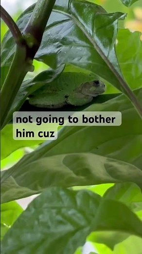 Happy Frog 🐸 is back! My day is complete 😁