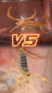 55K views · 531 reactions | STUNG by Giant Hairy Scorpion and Bark Scorpion! | Coyote Peterson | Facebook