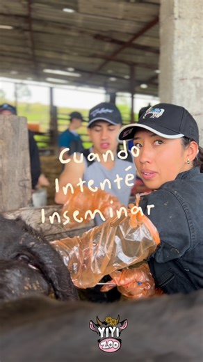 Yiorginna Cortes Neme on Instagram: "¿Inseminar es fácil? Mi más honesta opinión jeje😕 #inseminar #ganaderia #vacas #zootecnia #agropecuarias #zoo #mvz #vet #zoo"