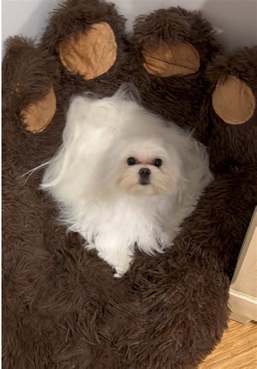 She ran just for cuddles… and won the gold 🏆💖 #F#FYPD#DogTokC#CuteDogV#ViralDogsLoveGrows