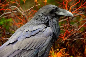 7 Spiritual Meanings of Seeing Crows: 3, 4, 5, and 6 Crows Meaning
