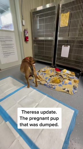 AbandonedAnimalRescue (@abandonedanimalrescue)’s videos with original sound - AbandonedAnimalRescue