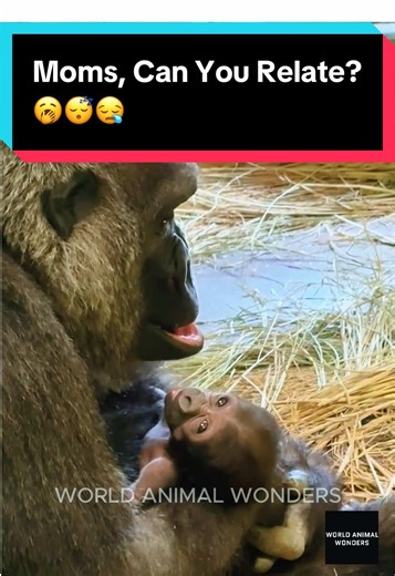 Genki dozing off… but her 13-day-old baby? Wide awake and taking in the whole world! 😆❤️ Dad and Kintaro were outside eating, and once Genki got her own meal, the mom sleep hit instantly. Every mom knows this feeling!😂 #Gorillas #Gorilla #Heartwarming #funnyanimal #endangeredspecies
