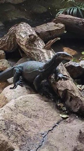 Oh, Toothless.❤️ Did you know? There are 60 species of monitor lizards, with the largest reaching lengths of up to eight feet, and the smallest staying right around eight inches! Toothless here is a water monitor, a species that falls right in the middle of the size scale. They average around four feet in length when fully grown. And, if you couldn't already tell...they like the water. Who would 'a thought?! 😉 . . You can visit Toothless during your next visit to the Zoo, along the indoor Tropi